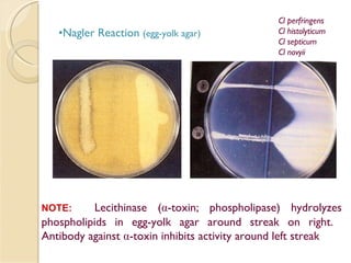Nagler Reaction  (egg-yolk agar) NOTE:   Lecithinase ( α -toxin; phospholipase) hydrolyzes phospholipids in egg-yolk agar around streak on right.  Antibody against  α -toxin inhibits activity around left streak Cl perfringens Cl histolyticum Cl septicum Cl novyii 