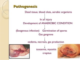 Pathogenesis Dead tissue, blood clots, aerobic organisms In an injury Development of ANAEROBIC CONDITION (Exogenous infection)  Germination of spores Gas gangrene oedema, necrosis, gas production toxaemia, myositis crepitus 