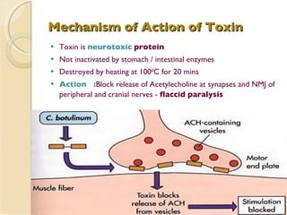 Mechanism of Action of Toxin Toxin is  neurotoxic   protein Not inactivated by stomach / intestinal enzymes Destroyed by heating at 100 0 C for 20 mins Action   : Block release of Acetylecholine at synapses and NMJ of peripheral and cranial nerves -  flaccid paralysis 