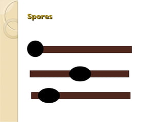 Spores     