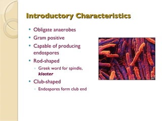 Introductory Characteristics Obligate anaerobes  Gram positive Capable of producing endospores Rod-shaped Greek word for spindle,  kloster Club-shaped Endospores form club end 