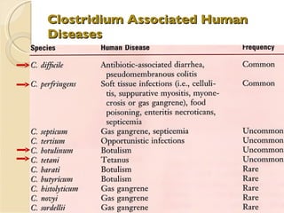 Clostridium Associated Human Diseases 