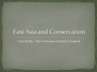 Case Study: The Formosan Clouded Leopard
 