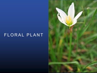 F L O R A L P L A N T
 