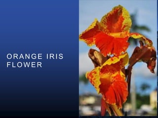 O R A N G E I R I S
F L O W E R
 