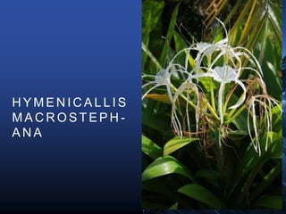 H Y M E N I C A L L I S
M A C R O S T E P H -
A N A
 
