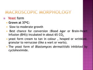  Yeast form
 Grown at 37oC:
 Slow to moderate growth
 Best chance for conversion :Blood Agar or Brain-Heart
Infusion (BHI)) incubated in about 6% CO2.
 yeast form cream to tan in colour , heaped or wrinkled,
granular to verrucose (like a wart or warts).
 The yeast form of Blastomyces dermatitidis inhibited by
cycloheximide.
 