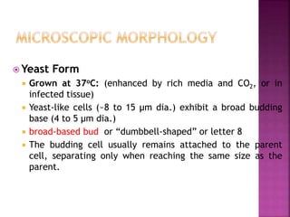 Yeast Form
 Grown at 37oC: (enhanced by rich media and CO2, or in
infected tissue)
 Yeast-like cells (~8 to 15 µm dia.) exhibit a broad budding
base (4 to 5 µm dia.)
 broad‐based bud or “dumbbell-shaped” or letter 8
 The budding cell usually remains attached to the parent
cell, separating only when reaching the same size as the
parent.
 