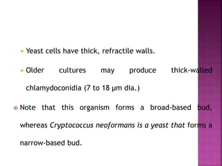  Yeast cells have thick, refractile walls.
 Older cultures may produce thick-walled
chlamydoconidia (7 to 18 µm dia.)
 Note that this organism forms a broad‐based bud,
whereas Cryptococcus neoformans is a yeast that forms a
narrow‐based bud.
 