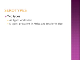  Two types
 AK type: worldwide
 K type: prevalent in Africa and smaller in size
 