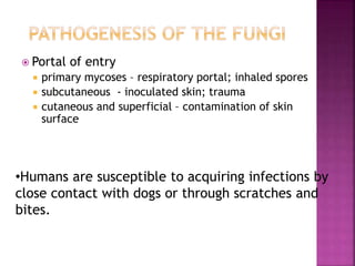  Portal of entry
 primary mycoses – respiratory portal; inhaled spores
 subcutaneous - inoculated skin; trauma
 cutaneous and superficial – contamination of skin
surface
•Humans are susceptible to acquiring infections by
close contact with dogs or through scratches and
bites.
 