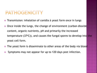  Transmission: inhalation of conidia à yeast form once in lungs
 Once inside the lungs, the change of environment (carbon dioxide
content, organic nutrients, pH and primarily the increased
temperature (37oC)), and causes the fungal spores to develop into the
yeast cell form.
 The yeast form is disseminate to other areas of the body via blood
 Symptoms may not appear for up to 120 days post infection.
 