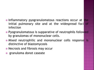  Inflammatory pyogranulomatous reactions occur at the
initial pulmonary site and at the widespread foci of
infection
 Pyogranulomatous is supparative of neutrophils followed
by granulomas of mononuclear cells.
 Mixed neutrophilic and mononuclear cells response is
distinctive of blastomycosis
 Necrosis and fibrosis may occur
 granuloma donot caseate
 