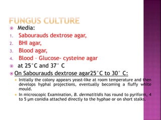  Media:
1. Sabourauds dextrose agar,
2. BHI agar,
3. Blood agar,
4. Blood – Glucose- cysteine agar
 at 25°C and 37° C
 On Sabourauds dextrose agar25°C to 30° C:
 Initially the colony appears yeast-like at room temperature and then
develops hyphal projections, eventually becoming a fluffy white
mould.
 In microscopic Examination, B. dermatitidis has round to pyriform, 4
to 5 μm conidia attached directly to the hyphae or on short stalks.
 