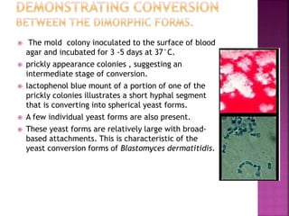  The mold colony inoculated to the surface of blood
agar and incubated for 3 -5 days at 37°C.
 prickly appearance colonies , suggesting an
intermediate stage of conversion.
 lactophenol blue mount of a portion of one of the
prickly colonies illustrates a short hyphal segment
that is converting into spherical yeast forms.
 A few individual yeast forms are also present.
 These yeast forms are relatively large with broad-
based attachments. This is characteristic of the
yeast conversion forms of Blastomyces dermatitidis.
 