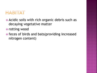  Acidic soils with rich organic debris such as
decaying vegetative matter
 rotting wood
 feces of birds and bats(providing increased
nitrogen content)
 