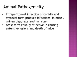 • Intraperitoneal injection of conidia and
mycelial form produce infections in mice ,
guinea pigs, rats and hamsters
• Yeast form equally effective in causing
extensive lesions and death of mice
Animal Pathogenicity
 