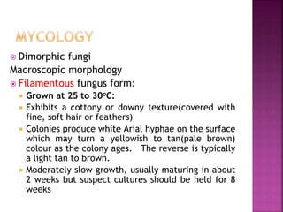  Dimorphic fungi
Macroscopic morphology
 Filamentous fungus form:
 Grown at 25 to 30oC:
 Exhibits a cottony or downy texture(covered with
fine, soft hair or feathers)
 Colonies produce white Arial hyphae on the surface
which may turn a yellowish to tan(pale brown)
colour as the colony ages. The reverse is typically
a light tan to brown.
 Moderately slow growth, usually maturing in about
2 weeks but suspect cultures should be held for 8
weeks
 