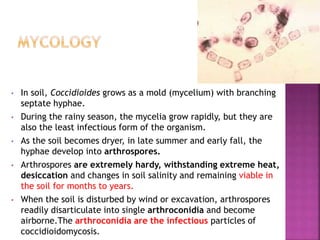 • In soil, Coccidioides grows as a mold (mycelium) with branching
septate hyphae.
• During the rainy season, the mycelia grow rapidly, but they are
also the least infectious form of the organism.
• As the soil becomes dryer, in late summer and early fall, the
hyphae develop into arthrospores.
• Arthrospores are extremely hardy, withstanding extreme heat,
desiccation and changes in soil salinity and remaining viable in
the soil for months to years.
• When the soil is disturbed by wind or excavation, arthrospores
readily disarticulate into single arthroconidia and become
airborne.The arthroconidia are the infectious particles of
coccidioidomycosis.
 