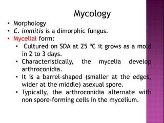 • Morphology
• C. immitis is a dimorphic fungus.
• Mycelial form:
• Cultured on SDA at 25 ºC it grows as a mold
in 2 to 3 days.
• Characteristically, the mycelia develop
arthroconidia.
• It is a barrel-shaped (smaller at the edges,
wider at the middle) asexual spore.
• Typically, the arthroconidia alternate with
non spore-forming cells in the mycelium.
Mycology
 