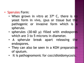 • Sperules Form:
• When grown in vitro at 37º C, there is no
yeast form in vivo, (pus or tissue but the
pathogenic or invasive form which is a
spherule.
• spherules (30-60 µ) filled with endospores
which are 3 to 5 microns in diameter.
• A spherule break apart releasing the
endospores.
• They can also be seen in a KOH preparation
of sputum.
• It is pathognomonic for coccidioidomycosis.
 