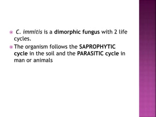  C. immitis is a dimorphic fungus with 2 life
cycles.
 The organism follows the SAPROPHYTIC
cycle in the soil and the PARASITIC cycle in
man or animals
 