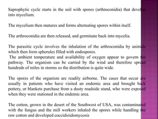 Saprophytic cycle starts in the soil with spores (arthroconidia) that develop
into mycelium.
The mycelium then matures and forms alternating spores within itself.
The arthroconidia are then released, and germinate back into mycelia.
The parasitic cycle involves the inhalation of the arthroconidia by animals
which then form spherules filled with endospores.
The ambient temperature and availability of oxygen appear to govern the
pathway. The organism can be carried by the wind and therefore spread
hundreds of miles in storms so the distribution is quite wide.
The spores of the organism are readily airborne. The cases that occur are
usually in patients who have visited an endemic area and brought back
pottery, or blankets purchase from a dusty roadside stand, who were exposed
when they were stationed in the endemic area.
The cotton, grown in the desert of the Southwest of USA, was contaminated
with the fungus and the mill workers inhaled the spores while handling the
raw cotton and developed coccidioidomycosis
 