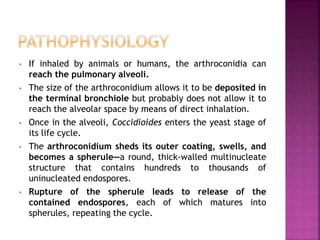 • If inhaled by animals or humans, the arthroconidia can
reach the pulmonary alveoli.
• The size of the arthroconidium allows it to be deposited in
the terminal bronchiole but probably does not allow it to
reach the alveolar space by means of direct inhalation.
• Once in the alveoli, Coccidioides enters the yeast stage of
its life cycle.
• The arthroconidium sheds its outer coating, swells, and
becomes a spherule—a round, thick-walled multinucleate
structure that contains hundreds to thousands of
uninucleated endospores.
• Rupture of the spherule leads to release of the
contained endospores, each of which matures into
spherules, repeating the cycle.
 