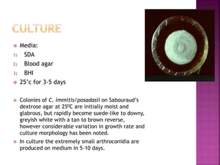  Media:
1) SDA
2) Blood agar
3) BHI
 25’c for 3-5 days
 Colonies of C. immitis/posadasii on Sabouraud’s
dextrose agar at 250C are initially moist and
glabrous, but rapidly become suede-like to downy,
greyish white with a tan to brown reverse,
however considerable variation in growth rate and
culture morphology has been noted.
 In culture the extremely small arthroconidia are
produced on medium in 5-10 days.
 