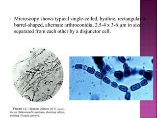 • Microscopy shows typical single-celled, hyaline, rectangular to
barrel-shaped, alternate arthroconidia, 2.5-4 x 3-6 µm in size,
separated from each other by a disjunctor cell.
 