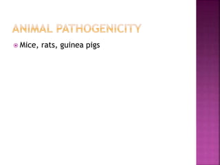  Mice, rats, guinea pigs
 