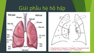 Giải phẫu hệ hô hấp
 