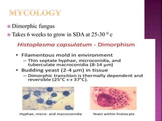  Dimorphic fungus
 Takes 6 weeks to grow in SDA at 25-30 0 c
 