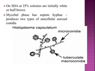  On SDA at 250c colonies are initially white
or buff brown
 Mycelial phase has septate hyphae –
produces two types of unicellular asexual
conidia
 