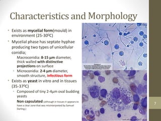 Characteristics and
Exists as mycelial form(mould) in
environment (25-300C)
Mycelial phase has septate hyphae
producing two types of unicellular
conidia;
Macroconidia: 8-15 µm diameter,
thick walled with distinctive
projections on surface
• Microconidia: 2-4 µm diameter,
smooth structure, infectious form
Exists as yeast in vitro and in tissues
(35-370C)
• Composed of tiny 2-4µm oval budding
yeasts
Non capsulated (although in tissues it appears to
have a clear zone that was misinterpreted by Samuel
Darling.)
Morphology
•
•
•
7
 
