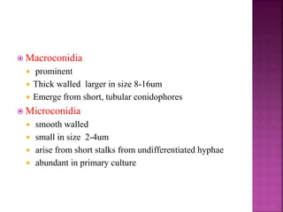  Macroconidia
 prominent
 Thick walled larger in size 8-16um
 Emerge from short, tubular conidophores
 Microconidia
 smooth walled
 small in size 2-4um
 arise from short stalks from undifferentiated hyphae
 abundant in primary culture
 