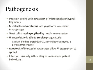 Pathogenesis
• Infection begins with inhalation of microconidia or hyphal
fragments
Mycelial form transforms into yeast form in alveolar
macrophages
Yeast cells are phagocytized by host immune system
H. capsulatum is able to survive phagocytosis
Calcium-binding protein(CBP1), a cytoplasmic enzyme, a
peroxisomal enzyme
Apoptosis of infected macrophages allow H. capsulatum to
spread
Infection is usually self-limiting in immunocompetent
individuals
•
•
•
•
•
10
 