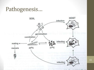 Pathogenesis…
11
 