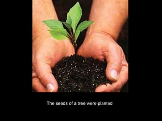 The seeds of a tree were planted

 