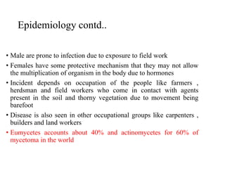 Epidemiology contd..
• Male are prone to infection due to exposure to field work
• Females have some protective mechanism that they may not allow
the multiplication of organism in the body due to hormones
• Incident depends on occupation of the people like farmers ,
herdsman and field workers who come in contact with agents
present in the soil and thorny vegetation due to movement being
barefoot
• Disease is also seen in other occupational groups like carpenters ,
builders and land workers
• Eumycetes accounts about 40% and actinomycetes for 60% of
mycetoma in the world
 
