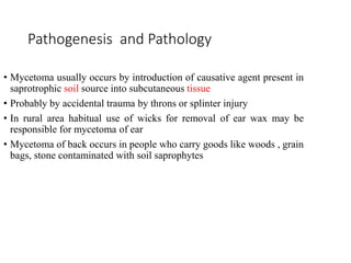 Pathogenesis and Pathology
• Mycetoma usually occurs by introduction of causative agent present in
saprotrophic soil source into subcutaneous tissue
• Probably by accidental trauma by throns or splinter injury
• In rural area habitual use of wicks for removal of ear wax may be
responsible for mycetoma of ear
• Mycetoma of back occurs in people who carry goods like woods , grain
bags, stone contaminated with soil saprophytes
 