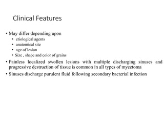 Clinical Features
• May differ depending upon
• etiological agents
• anatomical site
• age of lesion
• Size , shape and color of grains
• Painless localized swollen lesions with multiple discharging sinuses and
progressive destruction of tissue is common in all types of mycetoma
• Sinuses discharge purulent fluid following secondary bacterial infection
 