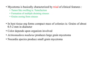• Mycetoma is basically characterized by triad of clinical features :
• Tumor like swelling ie. Tumefaction
• Formation of multiple draining sinuses
• Grains oozing from sinuses
• In host tissue org forms compact mass of colonies ie. Grains of about
0.5-2 mm in diameter
• Color depends upon organism involved
• Actinomadura madurae produces large grain mycetoma
• Nocardia species produce small grain mycetoma
 