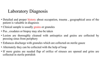 Laboratory Diagnosis
• Detailed and proper history about occupation, trauma , geographical area of the
patient is valuable in diagnosis
• Clinical sample is usually grains or granules
• Pus , exudates or biopsy may also be taken
• Lesion are thoroughly cleaned with antiseptics and grains are collected by
pressing sinus from periphery
• Enhances discharge with granules which are collected on sterile gauze
• Alternately they can be collected with the help of loop
• If more grains are needed flap of orifice of sinuses are opened and grins are
collected in sterile petridish
 