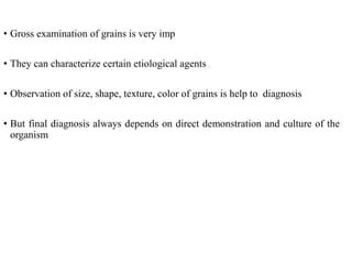 • Gross examination of grains is very imp
• They can characterize certain etiological agents
• Observation of size, shape, texture, color of grains is help to diagnosis
• But final diagnosis always depends on direct demonstration and culture of the
organism
 