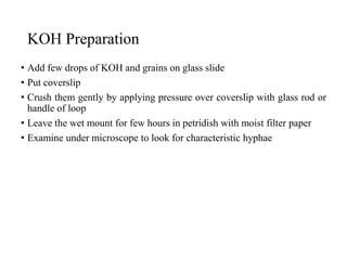 KOH Preparation
• Add few drops of KOH and grains on glass slide
• Put coverslip
• Crush them gently by applying pressure over coverslip with glass rod or
handle of loop
• Leave the wet mount for few hours in petridish with moist filter paper
• Examine under microscope to look for characteristic hyphae
 