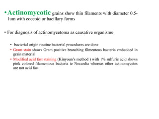 •Actinomycotic grains show thin filaments with diameter 0.5-
1um with coccoid or bacillary forms
• For diagnosis of actinomycetoma as causative organisms
• bacterial origin routine bacterial procedures are done
• Gram stain shows Gram positive branching filmentous bacteria embedded in
grain material
• Modified acid fast staining (Kinyoun’s method ) with 1% sulfuric acid shows
pink colored filamentous bacteria ie Nocardia whereas other actinomycetes
are not acid fast
 