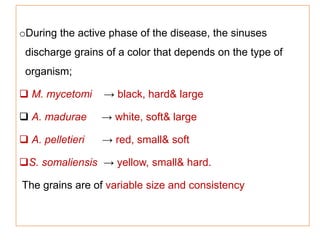 oDuring the active phase of the disease, the sinuses
discharge grains of a color that depends on the type of
organism;
 M. mycetomi → black, hard& large
 A. madurae → white, soft& large
 A. pelletieri → red, small& soft
S. somaliensis → yellow, small& hard.
The grains are of variable size and consistency
 