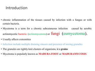 Introduction
• chronic inflammation of the tissues caused by infection with a fungus or with
certain bacteria.
• Mycetoma is a term for a chronic subcutaneous infection caused by aerobic
actinomycetic bacteria (actinomycetoma) or fungi (eumycetoma).
• Usually affects extremities
• Infection include multiple draining sinuses and presence of oozing granules
• The granules are tightly knit clusters of organisms, k/a grains
• Mycetoma is popularly known as MADURA FOOT or MADURAMYCOSIS.
 