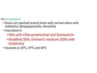 • For Eumycetoma
• Grains are washed several times with normal saline with
antibiotics (Streptopenicillin, Penicillin)
• Inoculated in
•SDA with Chloramphenical and Gentamicin
•Modified SDA; Emmon’s medium (SDA with
Actidione)
• Incubate at 250C, 370C and 440C
 